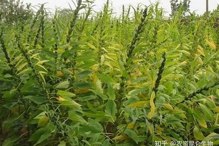 芝麻种植高产管理技巧