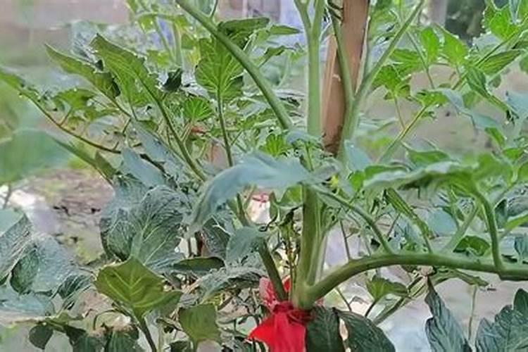 西红柿如何施肥,追施肥料要注意哪些问题？