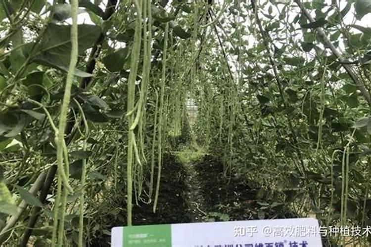 水仙花开花后多久换一次水 水仙花开后几天需要更换水？