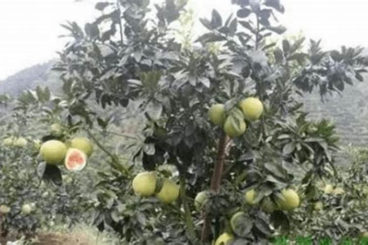 菜籽饼最忌三种蔬菜