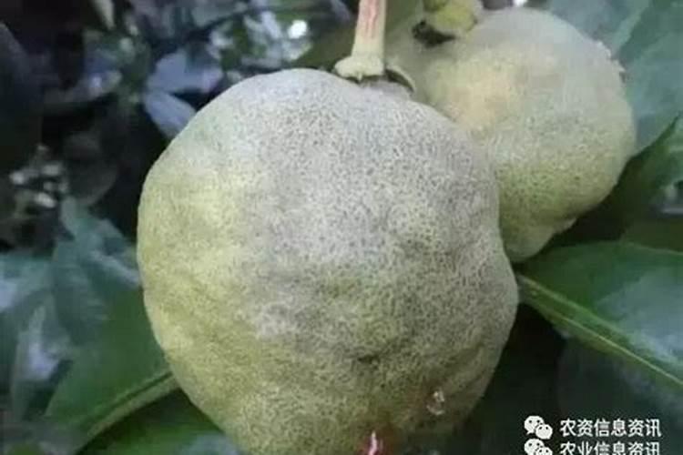 豆饼肥和菜籽饼肥有什么区别？