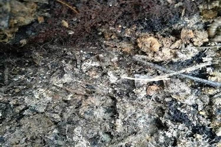 芦荟花肥用什么合适 肥料制作与使用方法