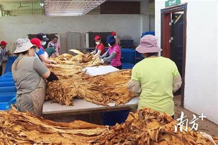 烟草在种植的过程中都是施用的哪些肥料？？？