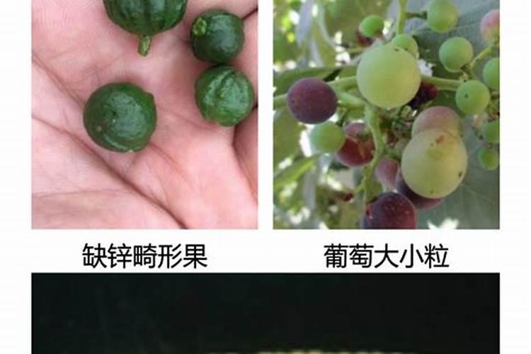 硅钙镁在土豆上有什么用？