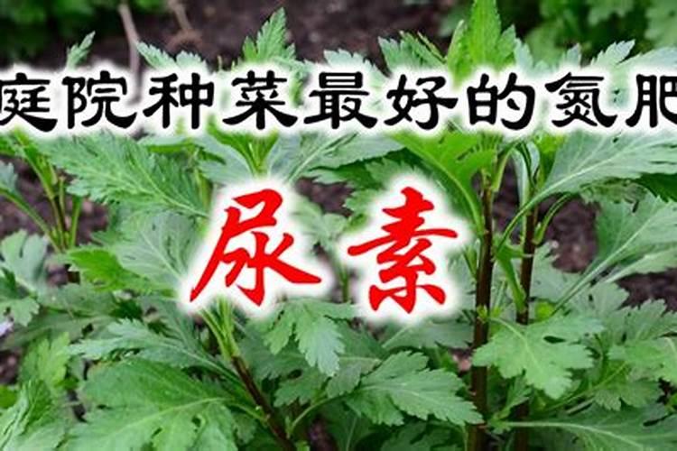 尿素可以浇菜吗