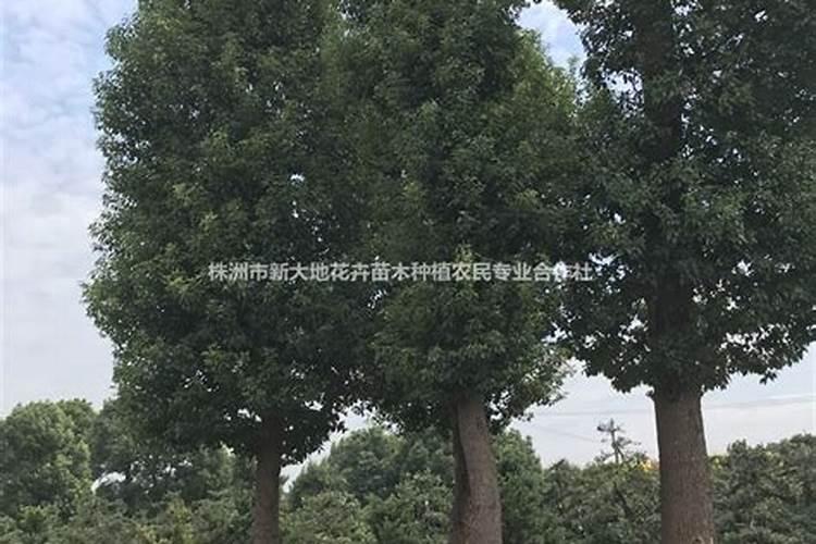 福建15公分香樟树价格多少