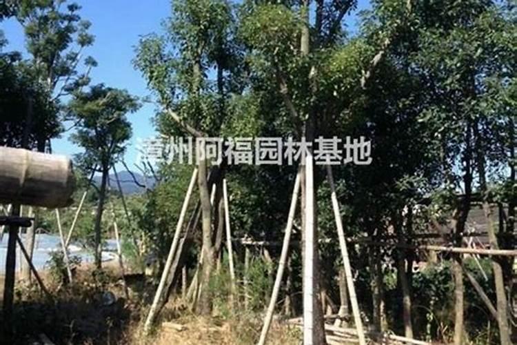 香樟树的养殖方法