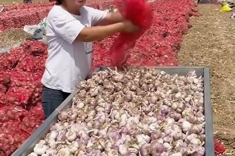 种瓜用什么肥料好