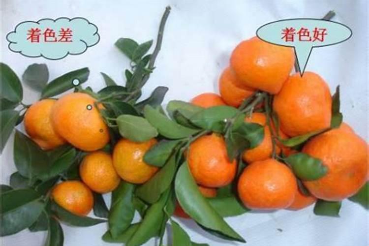 国内比较好水溶肥厂家有哪些
