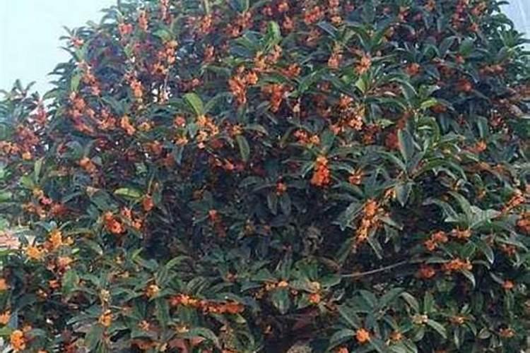 桂花树需要上什么肥料