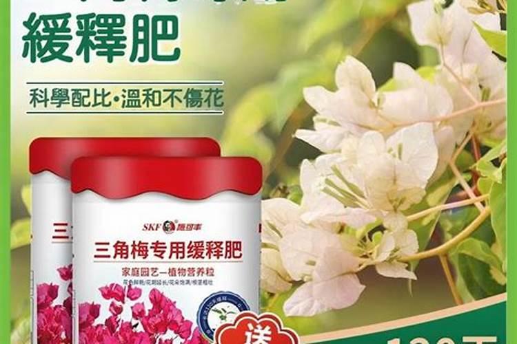 三角梅经常不开花怎么办 有哪些催花方法
