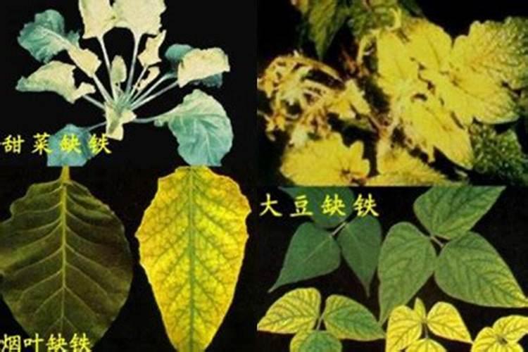 缺乏哪些矿质元素会导致植物缺绿症