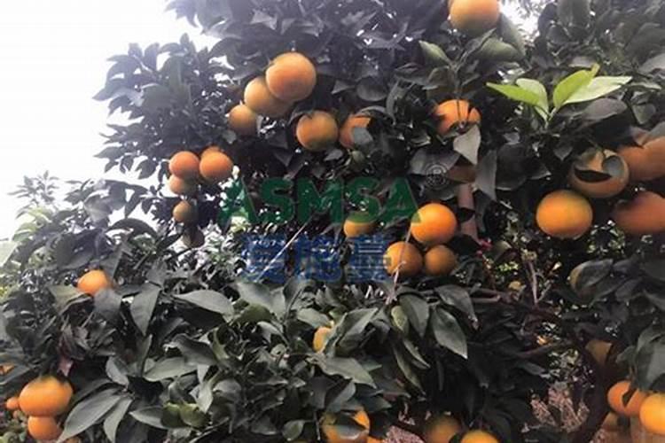 柑橘壮果肥用什么复合肥好 哪些肥料可以促进生长