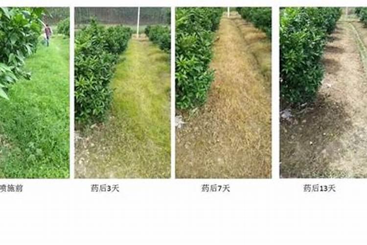 生根液怎样正确使用方法