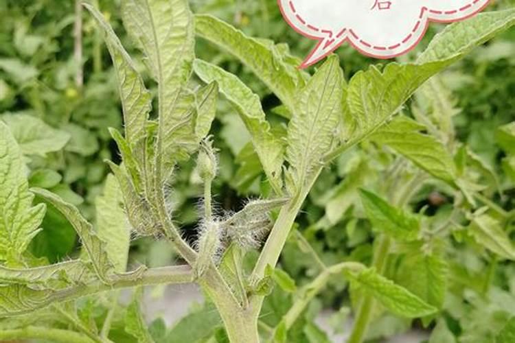 菜地什么时候施肥最好？