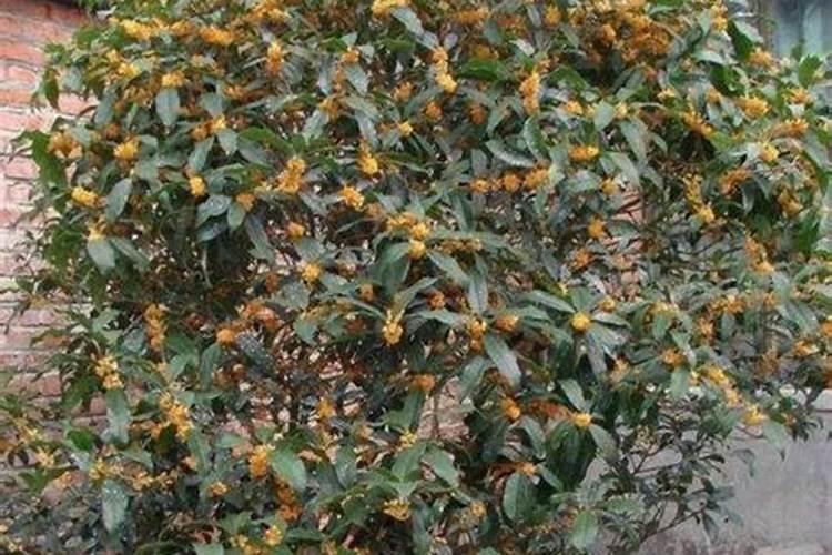芸苔素喷玉米真的能增产吗(玉米喷施使用芸苔素最佳时间)