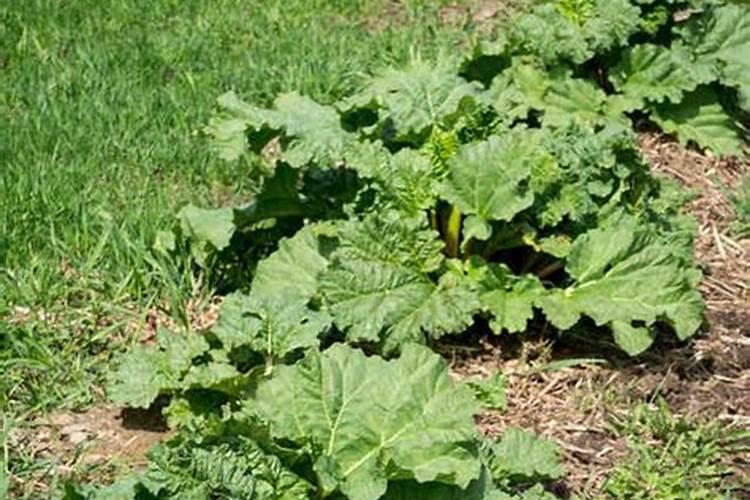 碱性土壤种植大黄梨怎样