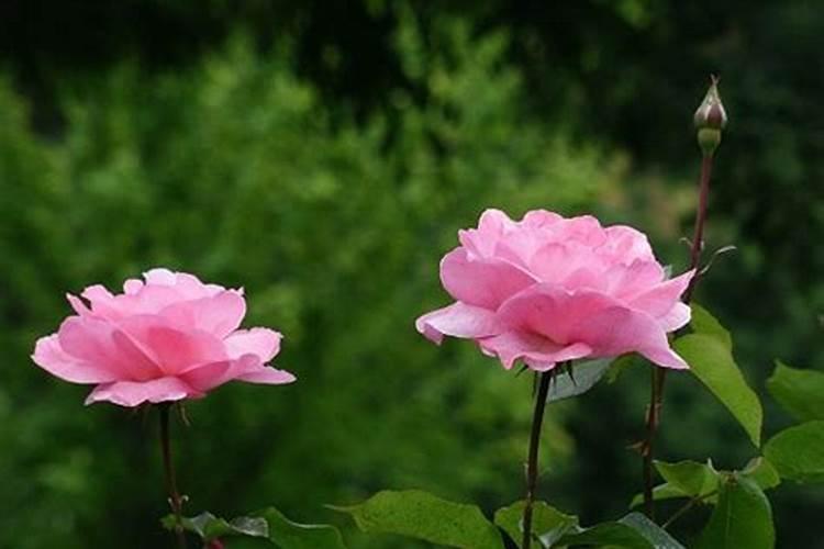 月季春天发芽后管理是什么？
