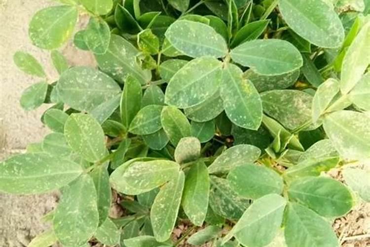 那种花生叶面肥效果好？