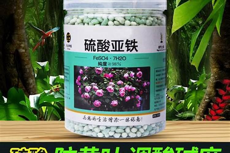 叶色发黄用什么肥