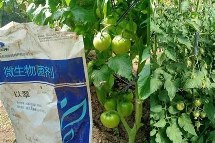 野钓降温鱼口好不好