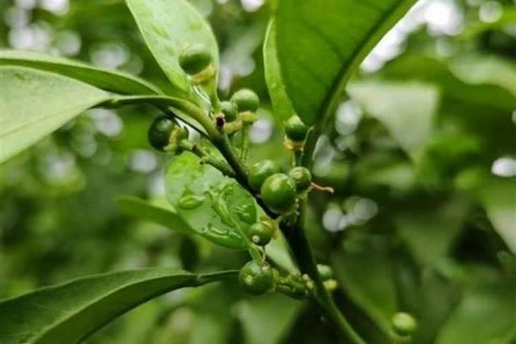 茶叶草酸含量排名 什么茶叶含草酸最低的