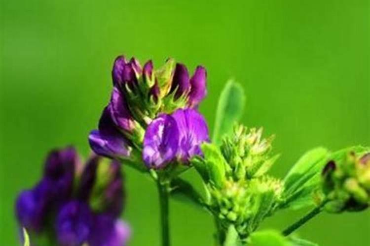 紫花苜蓿初期施什么肥料花卉百科