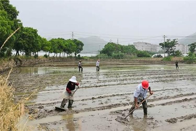 油菜没熟,而水稻到了抛秧的时候,我们应该怎么办？