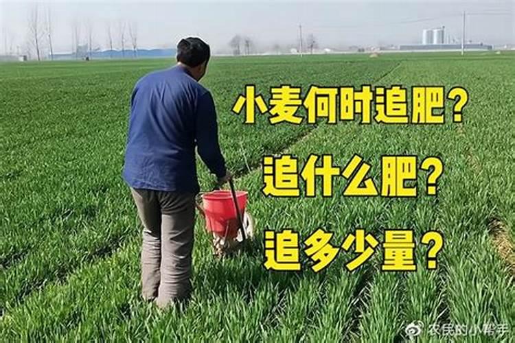 小麦追肥用什么肥料好