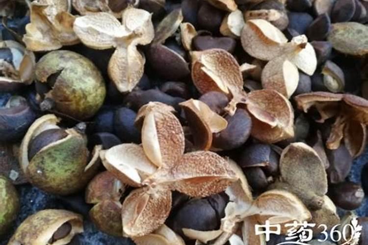 苹果树浇水的最佳方法