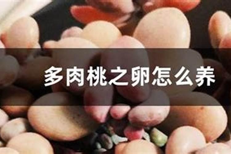 桃蛋怎么施肥