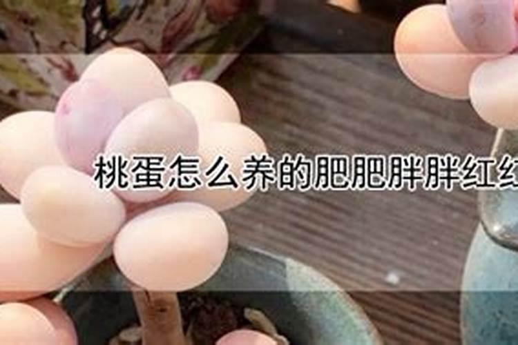 桃蛋怎么施肥,这样做叶片超水嫩!
