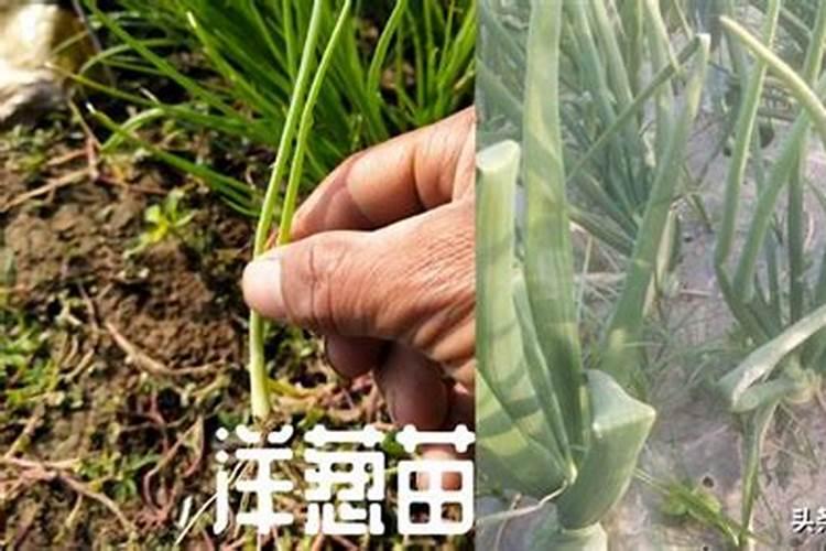 洋葱膨大最快的方法