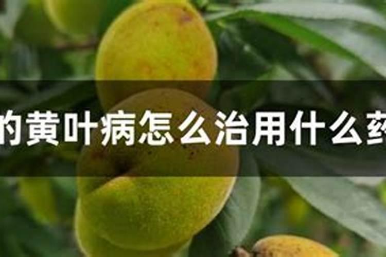 桃树叶面肥如何用磷酸二氢钾