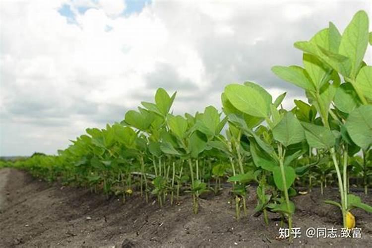 大豆缺硼有哪些防治措施？