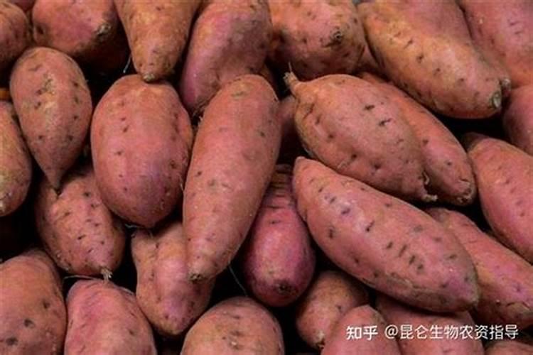 红薯苗长出地面喷什么叶面肥最好？