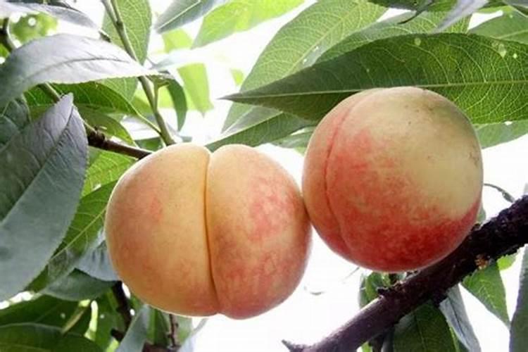 桃子硬核期用什么肥料