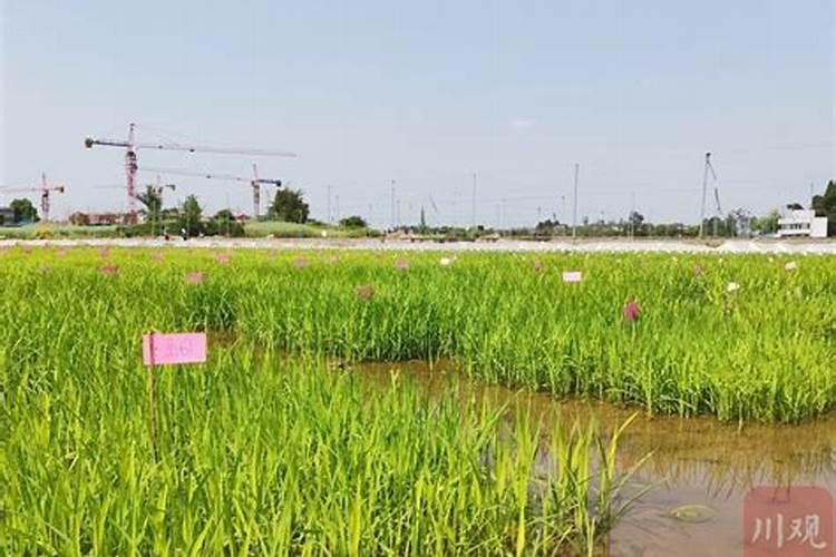盐碱地水稻怎样施用氮肥？