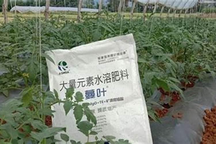 水溶肥灌根使用方法
