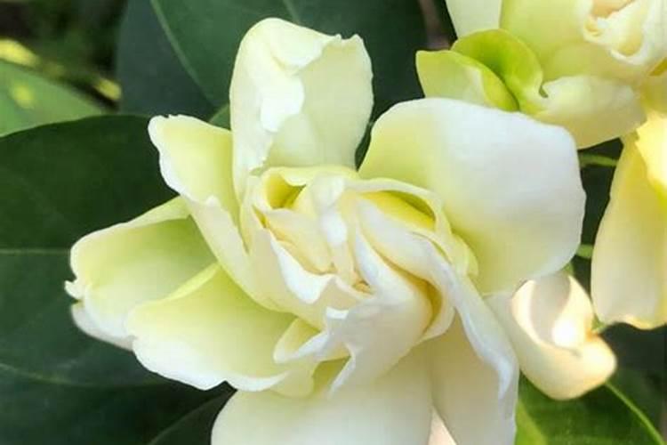 栀子花用什么肥料