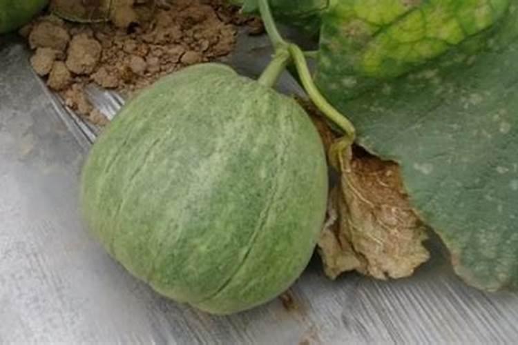 磷酸二氢钾灌根一盆花需要几克,