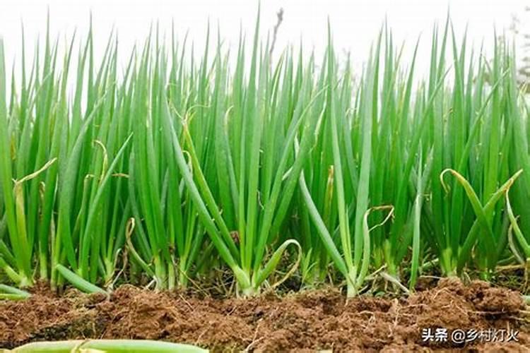 大葱施肥用什么肥料好(家里种植大葱用什么肥料浇最好)