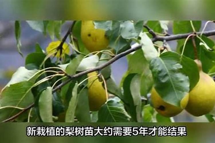 梨树施肥时间梨树什么时间施肥？
