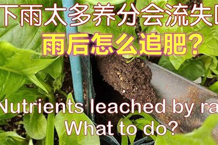 大蒜叶子发黄干枯怎么回事大蒜叶枯病用什么药好