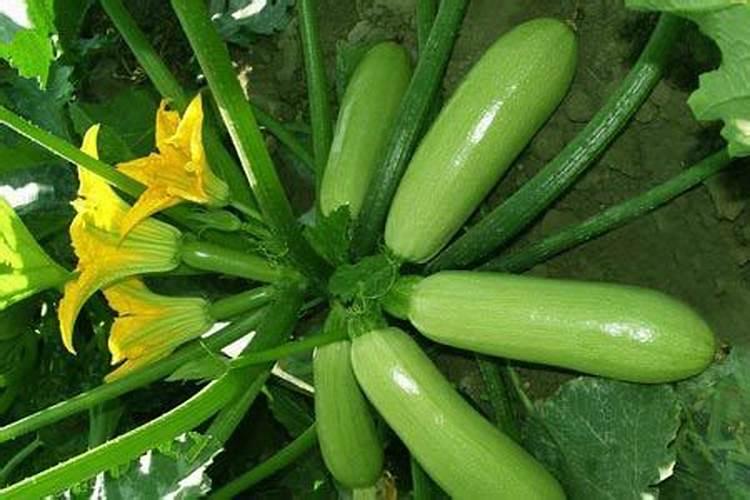 大棚西葫芦冲施什么肥好