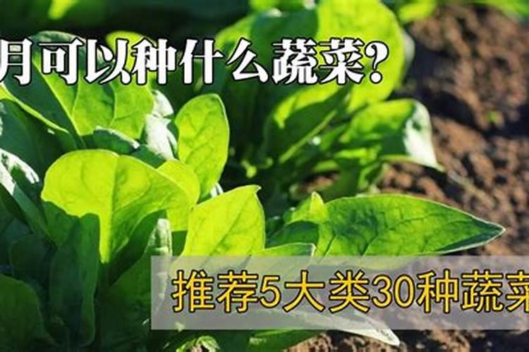城市里的小小菜园子,阳台种菜要注意什么？