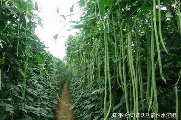 冲施肥用腐殖酸好还是黄腐殖酸好