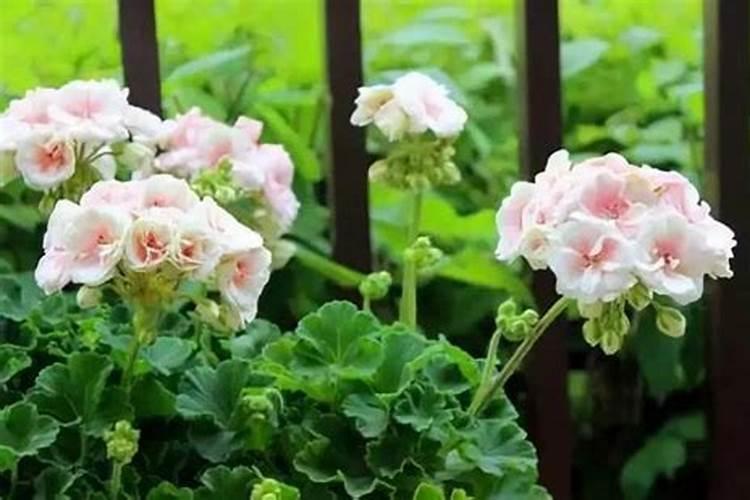 茄子追肥该怎么追？用什么样的肥料？