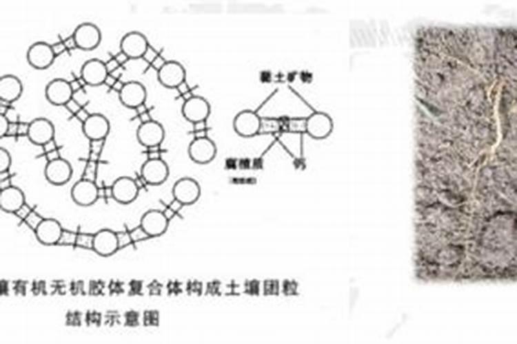 种茄子的方法和步骤 种茄子的方法和步骤有哪些