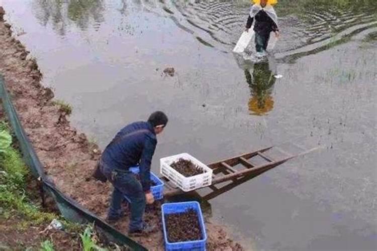 种花土壤有哪些